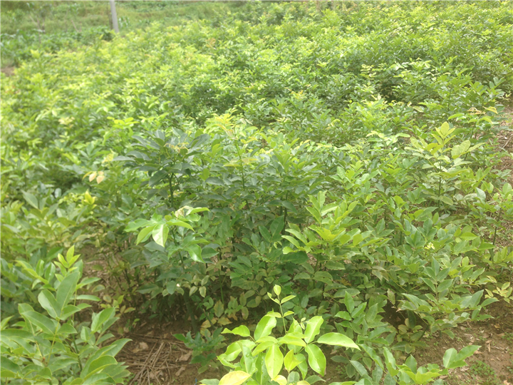 鄂西红豆树@6