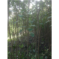 红叶石楠2