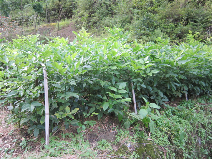 鄂西红豆树4