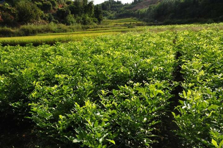 鄂西红豆树（花梨木）
