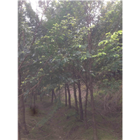 南方红豆杉15