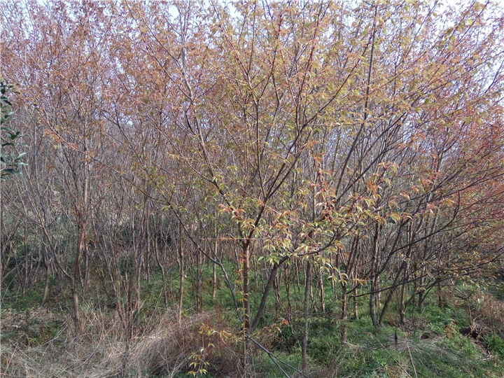 福建山樱花-地径4CM
