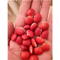红豆种子4