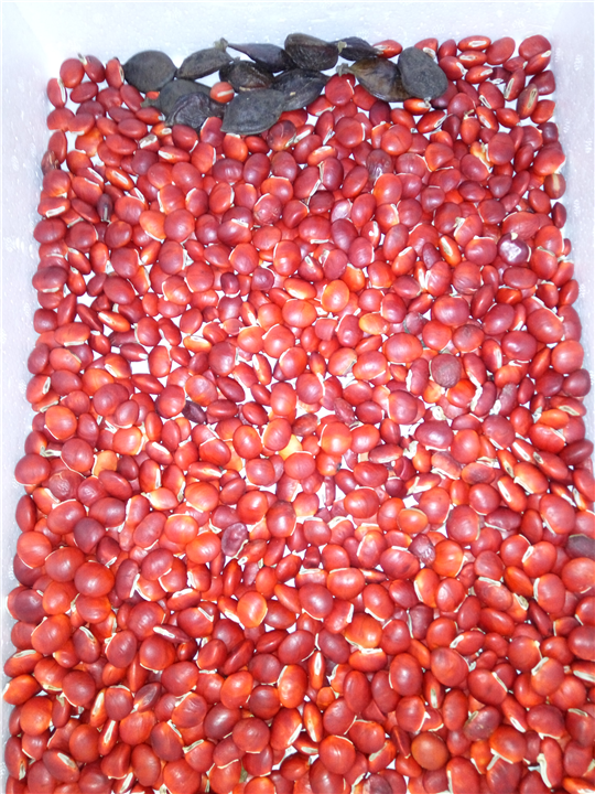 红豆种子3