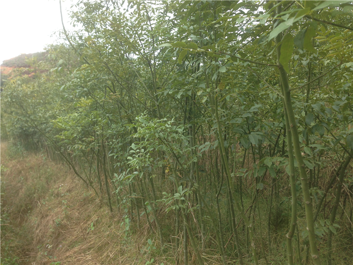 鄂西红豆树#13