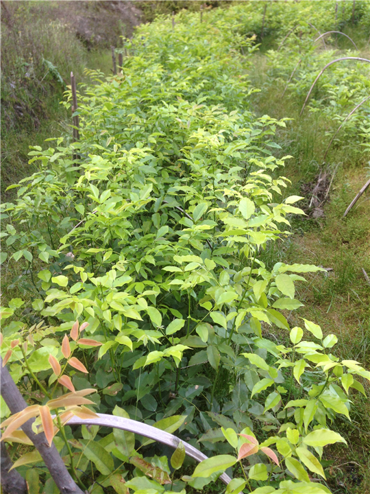 鄂西红豆树12