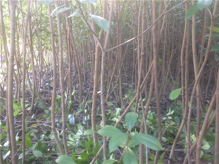 红叶石楠1