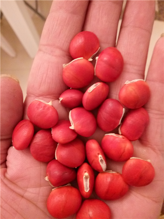 红豆种子4