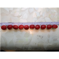 红豆种子5