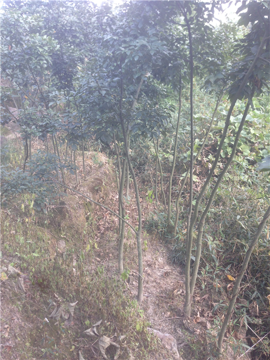 鄂西红豆树￥6