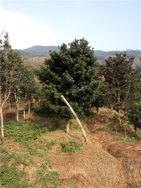 罗汉松地径12cm