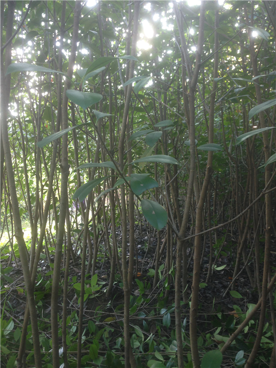 红叶石楠2