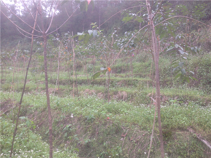 福建山樱花3