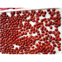 红豆种子7