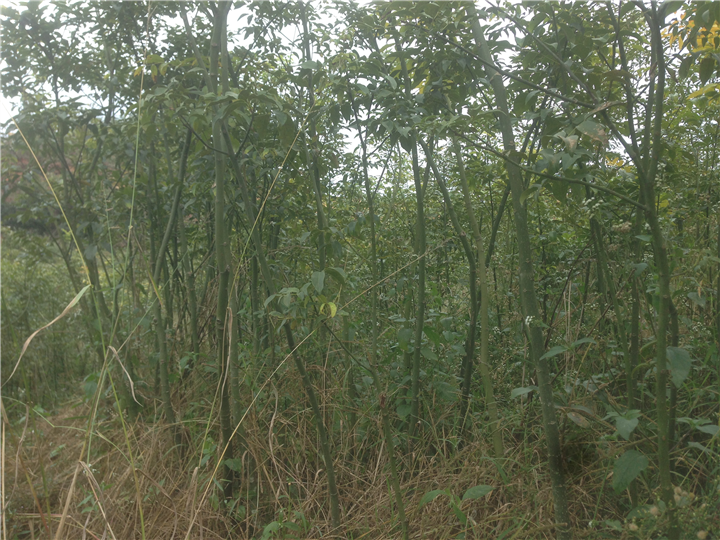 鄂西红豆树#12