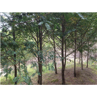 南方红豆杉12