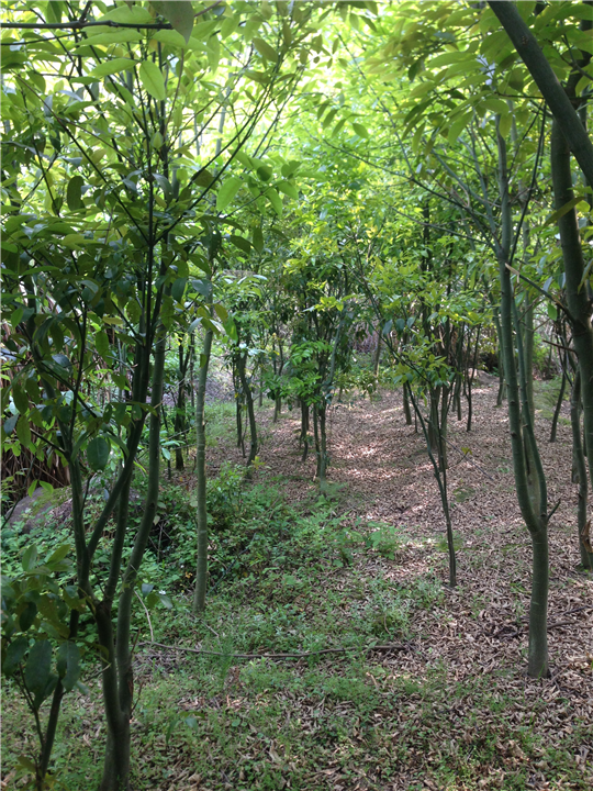 鄂西红豆树10