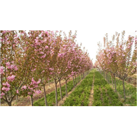 山樱花