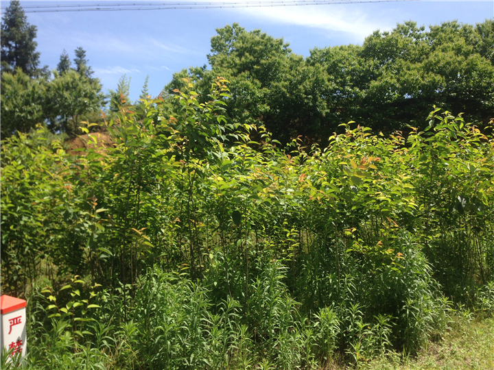 福建山樱花1