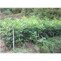鄂西红豆树4