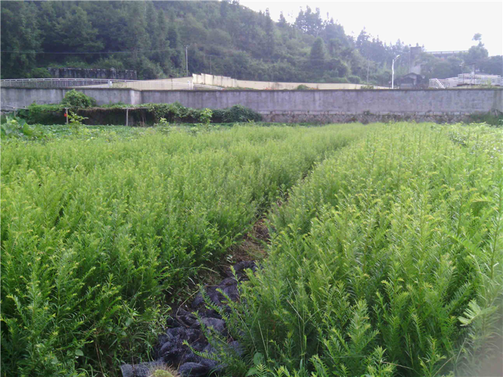 南方红豆杉-60cm高