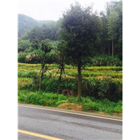 鄂西红豆树￥13