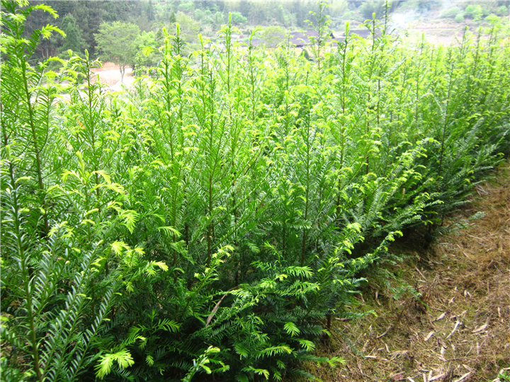 南方红豆杉-100cm高