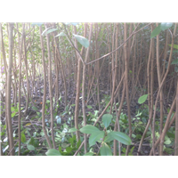 红叶石楠1