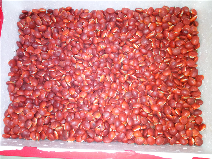红豆种子9
