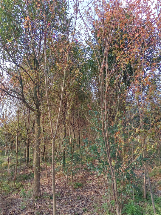 福建山樱花-地径5CM