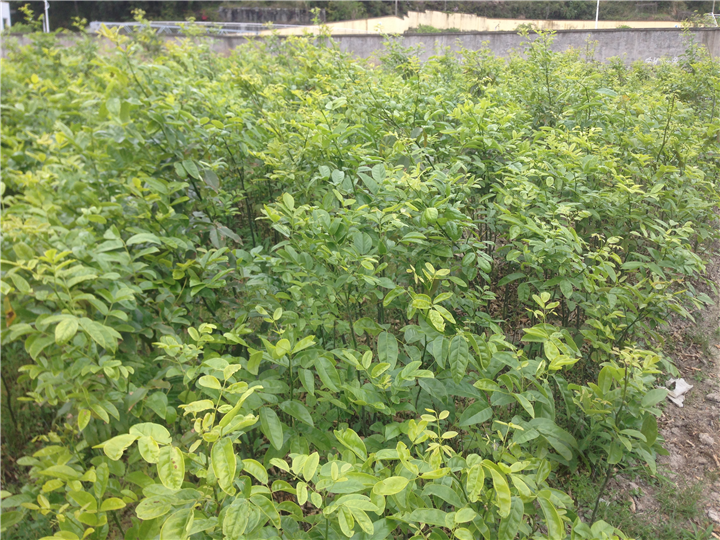 鄂西红豆树11
