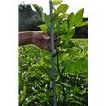鄂西红豆树（花梨木）
