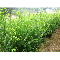 南方红豆杉-100cm高