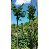 鄂西红豆树8