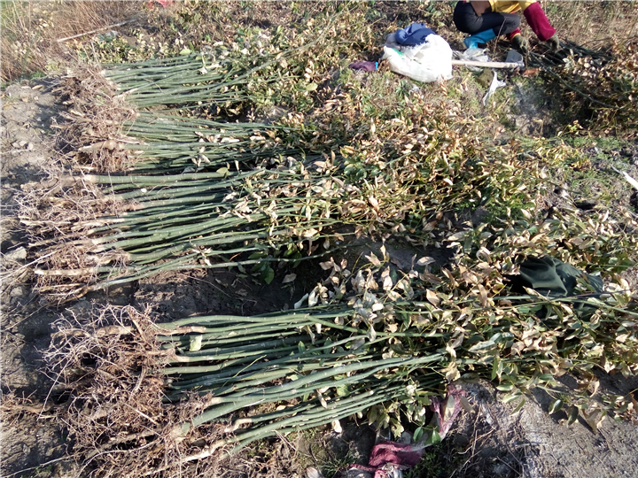 鄂西红豆树%19
