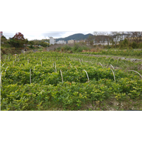 鄂西红豆树%13