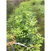 鄂西红豆树12