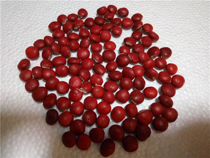 红豆种子8