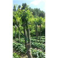 鄂西红豆树7