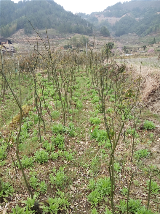 @鄂西红豆树9
