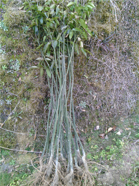 鄂西红豆树5