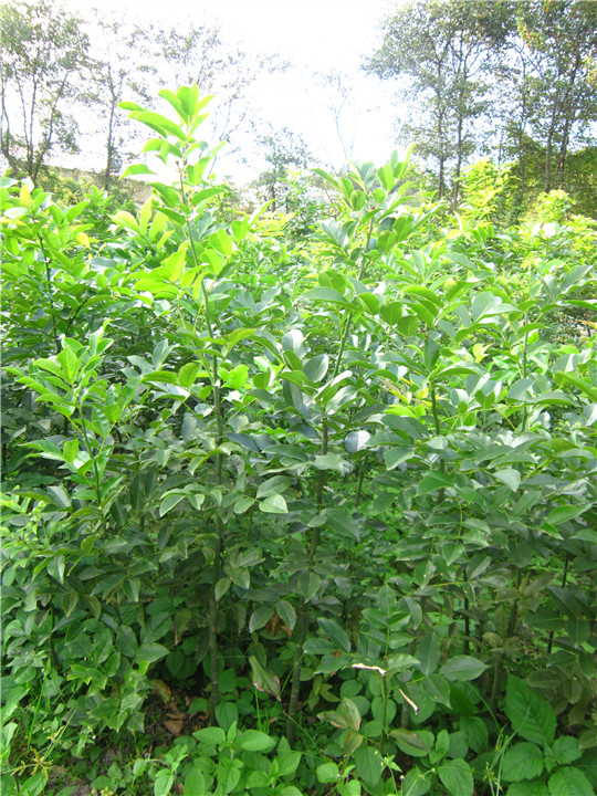 鄂西红豆树%1