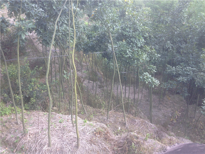鄂西红豆树￥5