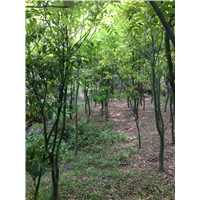 鄂西红豆树10