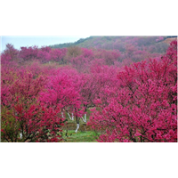 福建山樱花