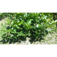 鄂西红豆树3