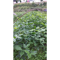 鄂西红豆树1