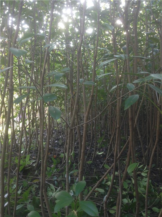 红叶石楠