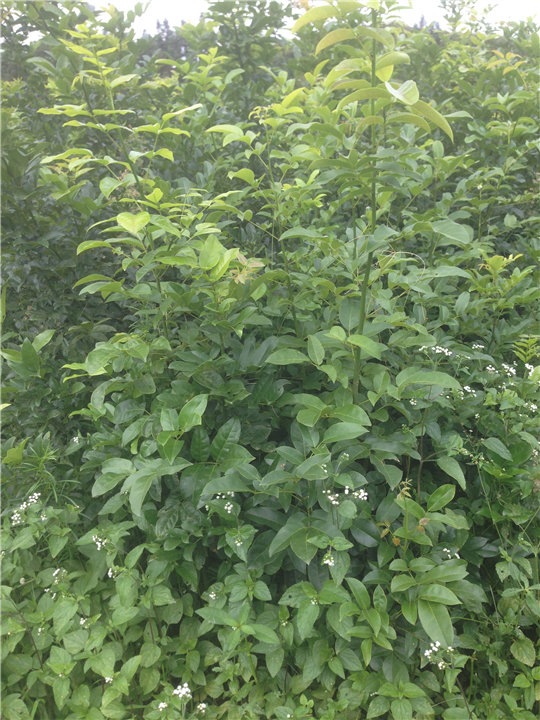 鄂西红豆树@9