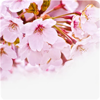 山东樱花树泰安樱花树山东樱花价格